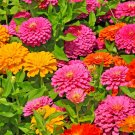 California Giant Zinnia Flower Seeds Beautiful Zinnia Seeds Edible Flowers Organic Flower Fresh Seed