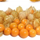 Cape Gooseberry Seeds Physalis Peruviana Organic Seeds Gooseberry Seeds Fresh Seeds Fast Shipping