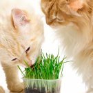 Cat Grass Seeds Wheatgrass Helps To Aid Cats Digestion System Wheatgrass Is A Good Source Of Vitamin