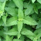 Catnip Seeds Organic Catnip Seeds Herb Catnip Fresh Seeds Fast Shipping