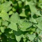 Catnip Seeds Organic Herb Seeds Produced In The Usa Fresh Seeds Fast Shipping