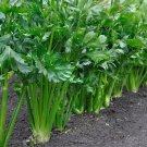 Celery Seeds Organic Celery Vegetable Seeds Celery Fresh Seeds Fast Shipping