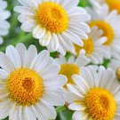 Chamomile Seeds Organic Chamomile Seeds Chamomile Fresh Seeds Fast Shipping