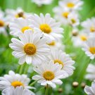 Chamomile Seeds Organic Flower Beautiful Flower Seeds Fresh Seeds Fast Shipping