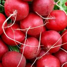 Champion Radish Seeds Organic Radish Seeds Radish Seeds Radish Fresh Seeds Fast Shipping