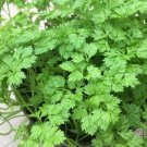 Chervil Cur Parsley Seeds Organic Parsley Parsley Fresh Seeds Fast Shipping