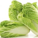 Chinese Cabbage Seeds Organic Cabbage Chinese Cabbage Fresh Seeds Fast Shipping