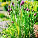 Chive Seeds Organic Chive Seeds Herb Seeds Chives Right Fresh Seeds Fast Shipping