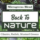 Cilantro Radish Mustard Greens Microgreen Seed Blend Organic Microgreen Fresh Seeds Fast Shipping