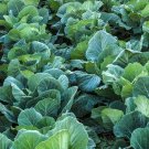 Collard Green Seeds Organic Collard Green Seeds Georgia Southern Collard Variety Fresh Seeds Fast Sh
