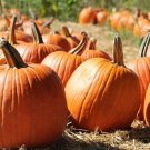 Connecticut Field Pumpkin Seeds Organic Pumpkin Pumpkins Fresh Seeds Fast Shipping