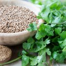 Coriander Seeds Organic Coriander Herbs Fresh Seeds Fast Shipping