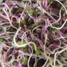 Country Delight Sprouting Seed Mix 5 Varieties Organic Seeds Fresh Seeds Fast Shipping