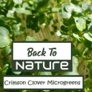 Crimson Clover Organic Clover Microgreen Fresh Seeds Fast Shipping