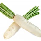 Daikon Radish Seeds Organic Radish Radish Fresh Seeds Fast Shipping