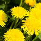 Dandelion Flower Seeds Edible Flowers Organic Flower Flower Grow Dandelion Fresh Seeds Fast Shipping