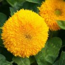 Dwarf Gold Sunflowers Seeds Organic Flower Seeds Flower Seeds Flowers Fresh Seeds Fast Shipping
