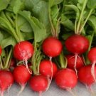 Early Scarlet Globe Radish Seeds Organic Radish Fresh Seeds Fast Shipping