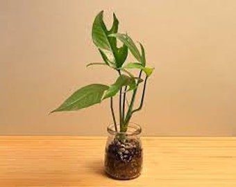 Epipremnum Pinnatum Baltic Blue Pothos Rooted Starter Plant Fresh Seeds Fast Shipping