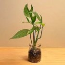Epipremnum Pinnatum Baltic Blue Pothos Rooted Starter Plant Fresh Seeds Fast Shipping