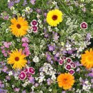 Fragrant Flowers Seed Blend Organic Seeds Flowers Fresh Seeds Fast Shipping