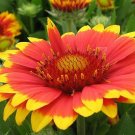 Gaillardia Flower Seeds Organic Seeds Flower Seeds Beautiful Flowers Fresh Seeds Fast Shipping