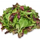 Garden Lettuce Seed Blend Seeds Organic Seeds Fresh Seeds Fast Shipping