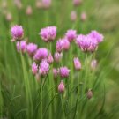 Garlic Chive Seeds Organic Herb Garlic Chives Right Fresh Seeds Fast Shipping