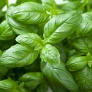 Genovese Basil Seeds Organic Basil Herb Seeds Basil Fresh Seeds Fast Shipping