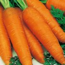 Giant Carrot Seeds Organic Carrot Carrots Right Fresh Seeds Fast Shipping