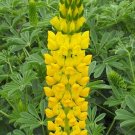 Golden Lupine Seeds Fresh Seeds Fast Shipping
