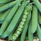 Green Arrow Pea Seeds Organic Pea Peas Fresh Seeds Fast Shipping