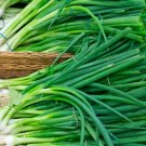 Green Onion Seeds Organic Green Onion Seeds Herb Seeds Green Onions Fresh Seeds Fast Shipping