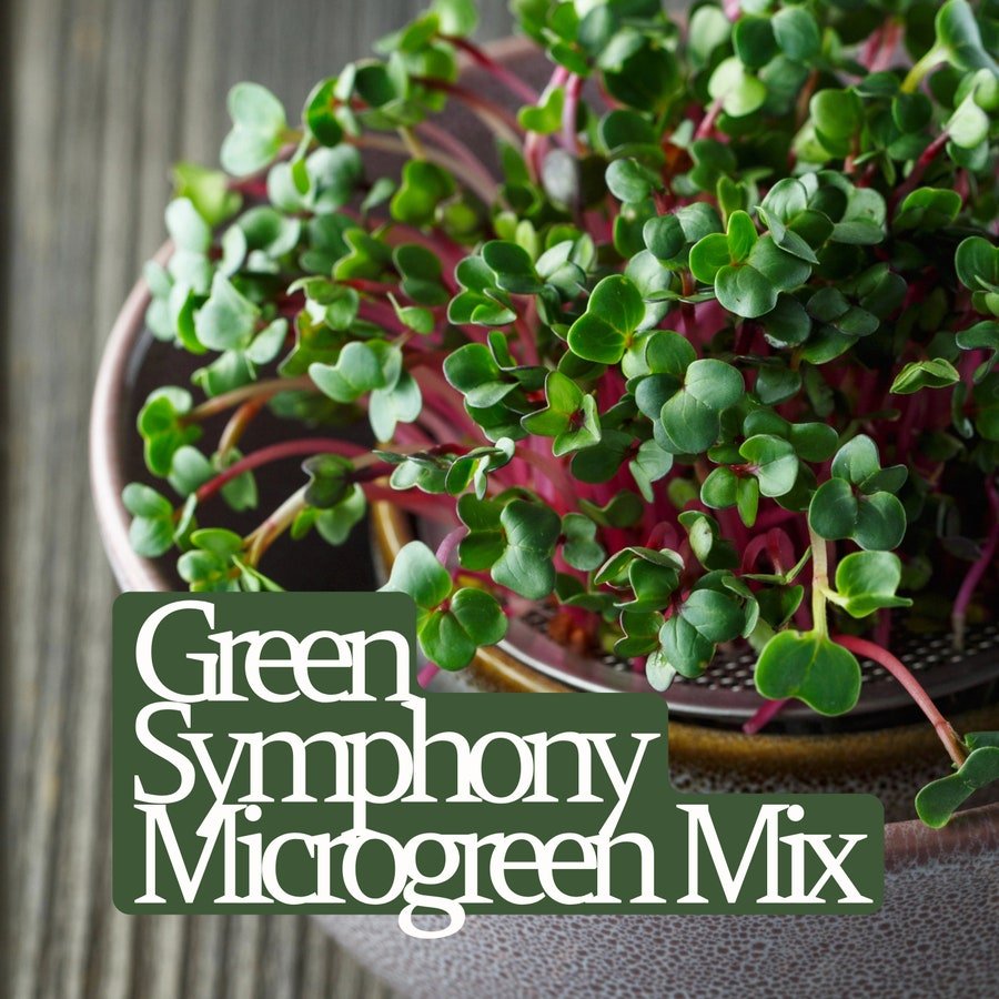 Green Symphony Microgreen Seed Blend Organic Seeds Fresh Seeds Fast Shipping
