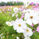 Hummingbird Butterfly Flower Seed Mix Attract Pollinators To Your Garden Flower Seeds Flowers Fresh 