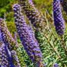Hyssop Herb Organic Herb Seeds Fresh Seeds Fast Shipping