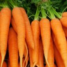 Imperator Carrots Seeds Great For Juicing Organic Carrot Vegetable Seeds Fresh Seeds Fast Shipping