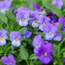 Johnny Jump Up Flower Seeds Beautiful Flower Seeds Flowers Seeds Flowers Fresh Seeds Fast Shipping