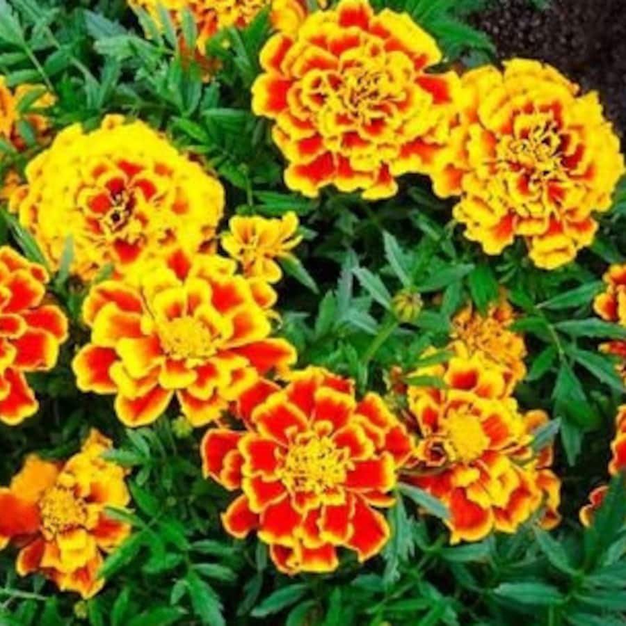 Jumbo Marigold Crackerjack Mixed Flower Seeds Organic Flower Seeds Flowers Fresh Seeds Fast Shipping
