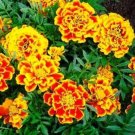 Jumbo Marigold Crackerjack Mixed Flower Seeds Organic Flower Seeds Flowers Fresh Seeds Fast Shipping