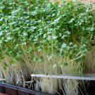 Kale Organic Kale Seeds Fresh Seeds Fast Shipping
