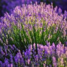 Lavender Seeds Organic Lavender Seeds Vera English Variety Lavender At Right Home Fresh Seeds Fast S