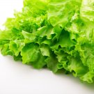 Leaf Lettuce Seeds Organic Lettuce Vegetable Seeds Lettuce Fresh Seeds Fast Shipping