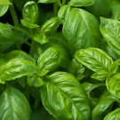 Lemon Basil Seeds Organic Basil Lemon Basil Fresh Seeds Fast Shipping