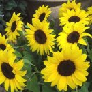 Lemon Queen Sunflower Seeds Organic Seeds Flower Seeds Beautiful Flowers Fresh Seeds Fast Shipping