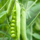 Little Marvel Pea Seeds Organic Pea Peas Right Fresh Seeds Fast Shipping