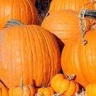 Mammoth Pumpkin Seeds Organic Pumpkin Large Variety Fresh Seeds Fast Shipping