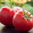 Marglobe Tomato Seeds Organic Tomato Tomatoes Fresh Seeds Fast Shipping