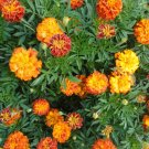 Marigold Flower Seeds Organic Marigold Sparky Mix Flower Variety Grow Flowers Fresh Seeds Fast Shipp