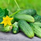 National Pickling Cucumber Seeds Organic Cucumber Vegetable Seeds Grow Cucumbers Fresh Seeds Fast Sh
